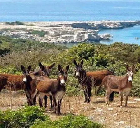 Отель Tekos Golden Hill & Restaurant At Karpaz Agios Sergios