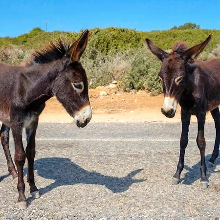Отель Tekos Golden Hill & Restaurant At Karpaz 3*