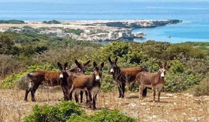 Hotel Tekos Golden Hill & Restaurant At Karpaz Agios Sergios