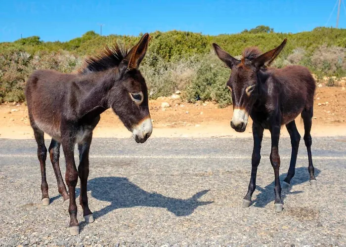 ホテル Tekos Golden Hill & Restaurant At Karpaz 3*